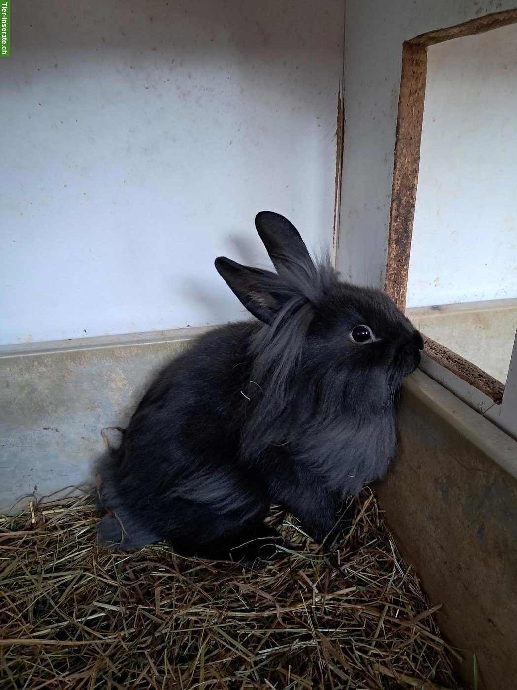 Süsse Löwenkopf Zwerghäsli zu verkaufen