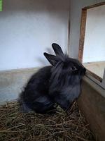 Süsse Löwenkopf Zwerghäsli zu verkaufen