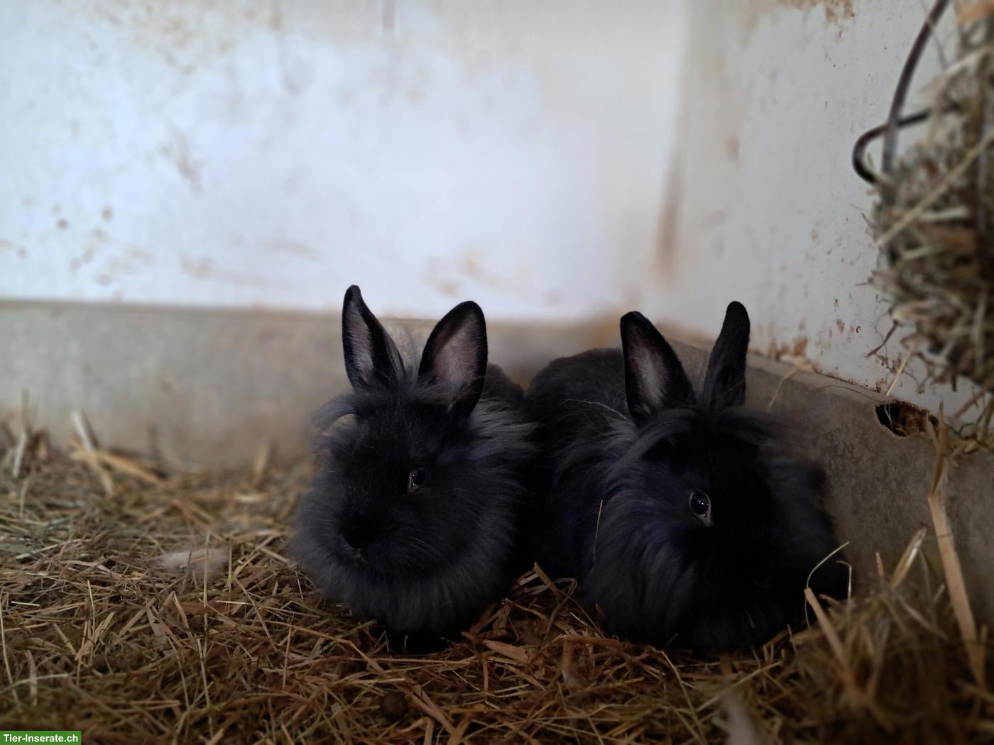 Bild 2: Süsse Löwenkopf Zwerghäsli zu verkaufen