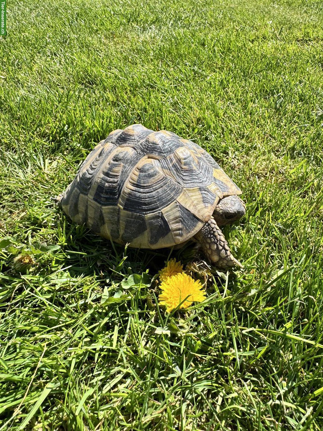 Griechische Landschildkröte, weiblich, ca. 12 Jahre alt