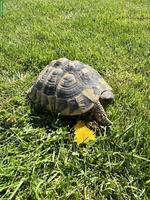 Griechische Landschildkröte, weiblich, ca. 12 Jahre alt