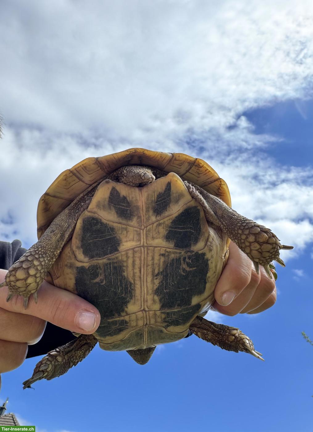 Bild 2: Griechische Landschildkröte, weiblich, ca. 12 Jahre alt