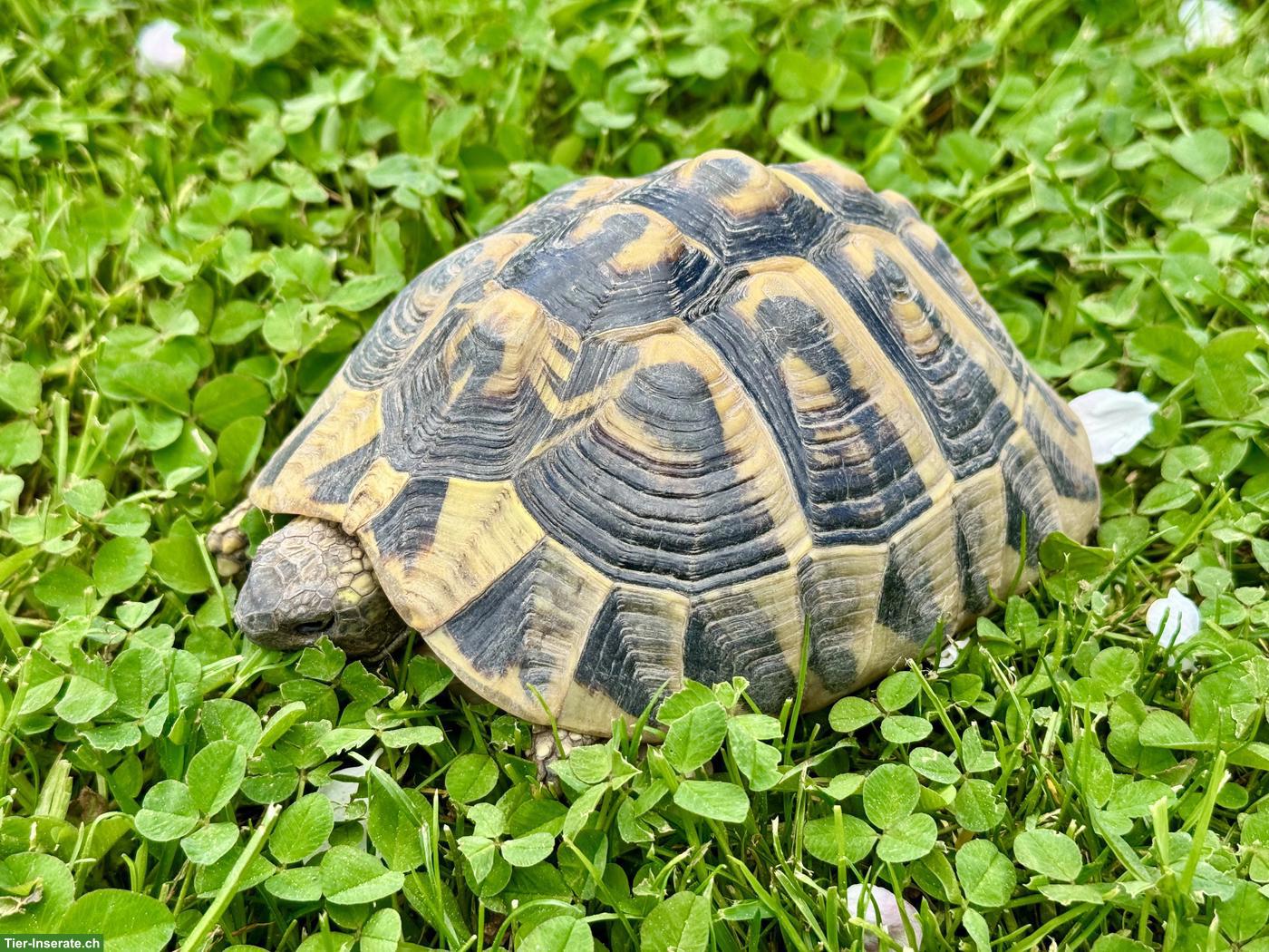 Bild 3: Griechische Landschildkröte, weiblich, ca. 12 Jahre alt