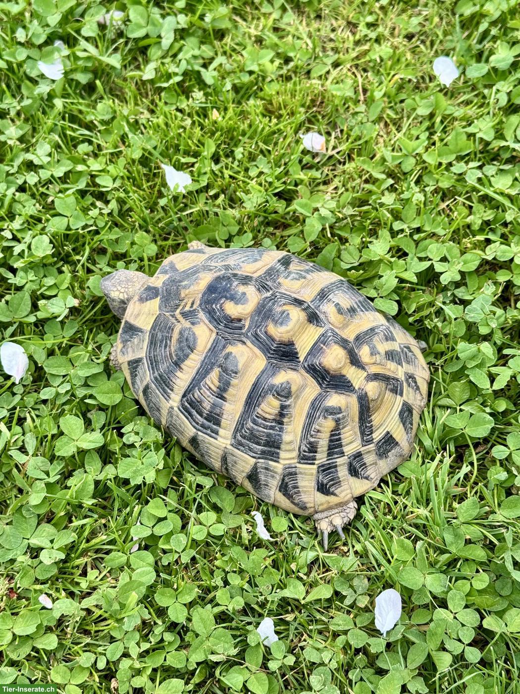 Bild 4: Griechische Landschildkröte, weiblich, ca. 12 Jahre alt