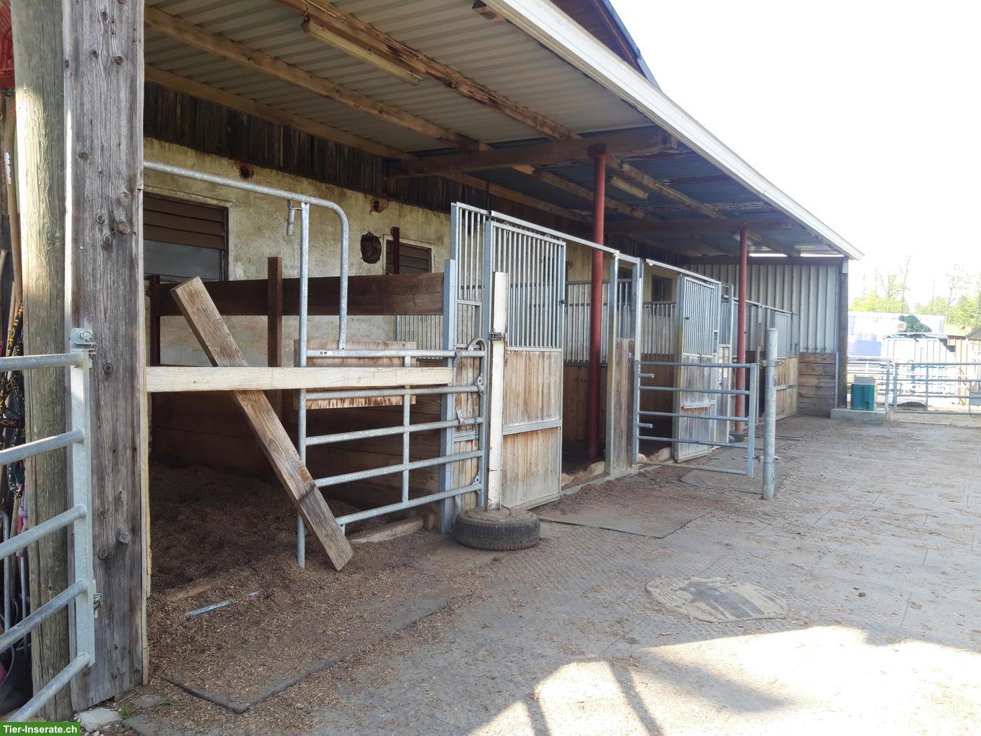 Pferde Pensions-/Altersplätze frei in Gruppenhaltung, Känerkinden BL