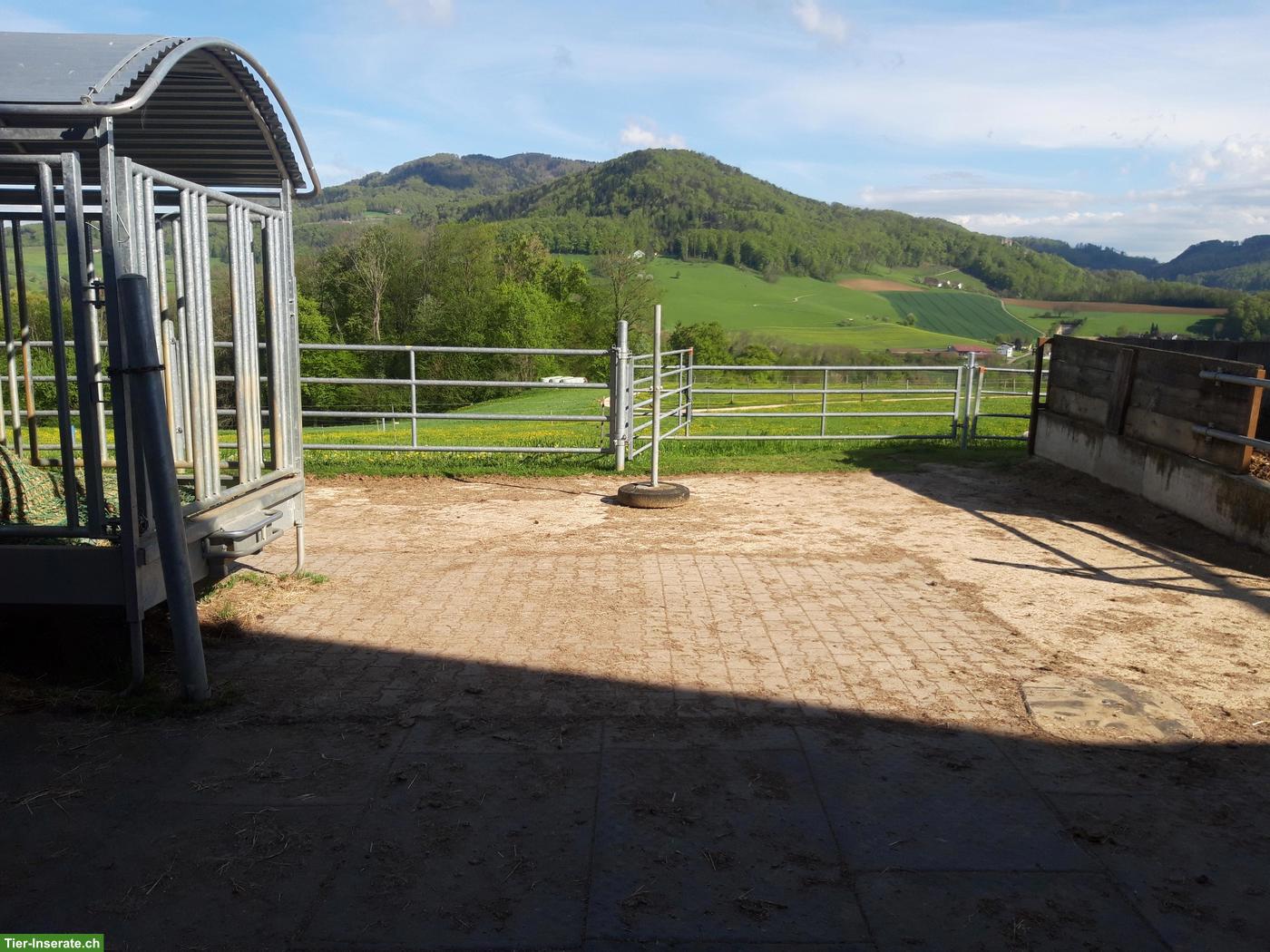 Bild 2: Pferde Pensions-/Altersplätze frei in Gruppenhaltung, Känerkinden BL