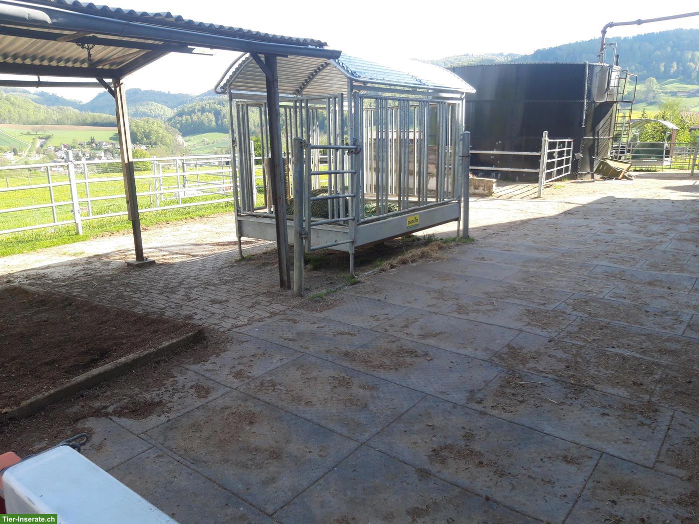 Bild 3: Pferde Pensions-/Altersplätze frei in Gruppenhaltung, Känerkinden BL