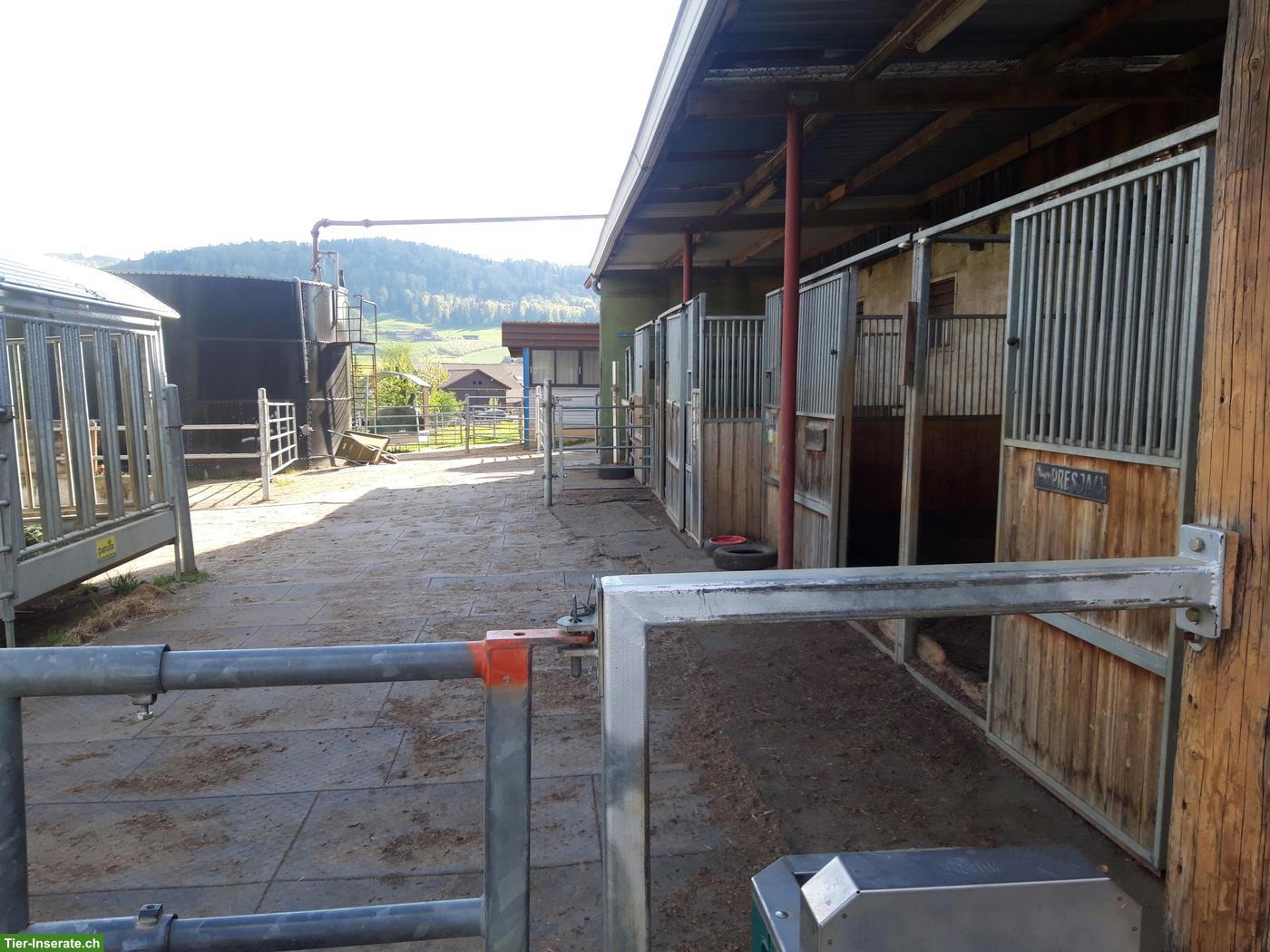 Bild 4: Pferde Pensions-/Altersplätze frei in Gruppenhaltung, Känerkinden BL