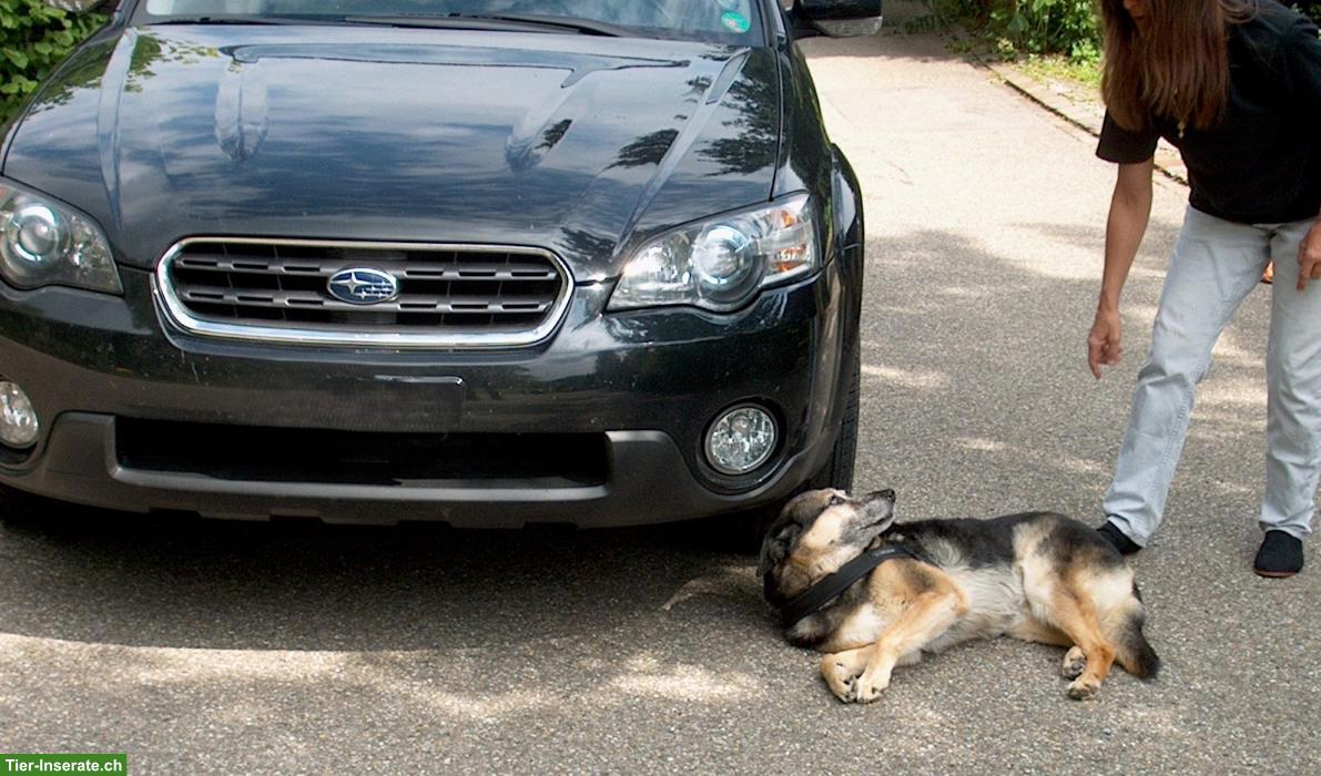 Erste Hilfe Kurs für Hunde - Live Onlinekurs