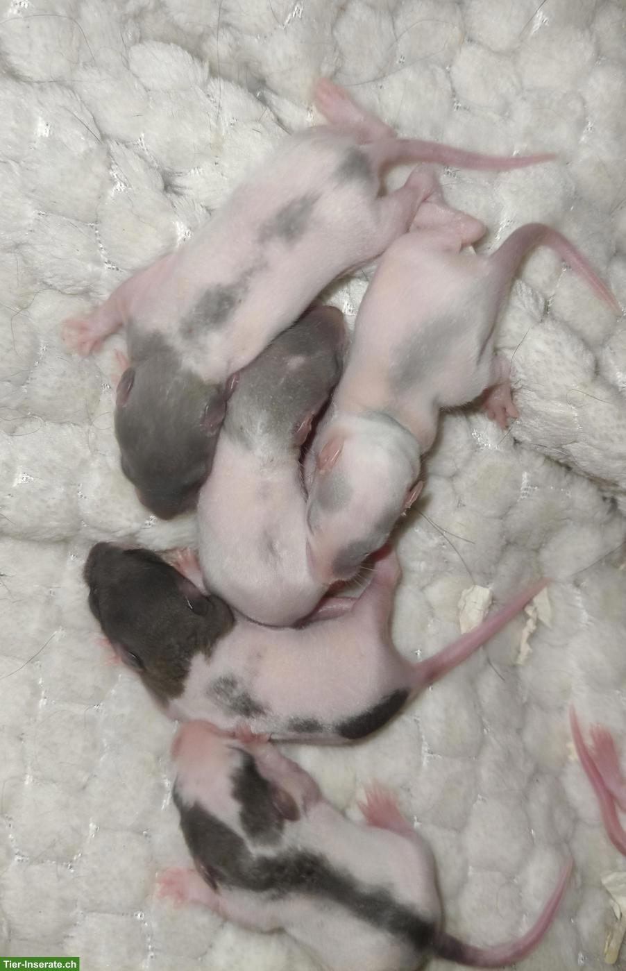 Rattenbabys, weiblich, handzahm