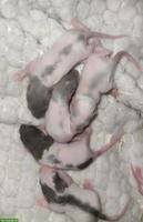 Rattenbabys, weiblich, handzahm
