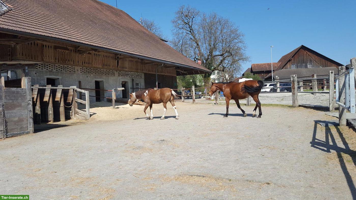 Bieten Offenstallplatz Kanton Zug - Grenze Knonaueramt