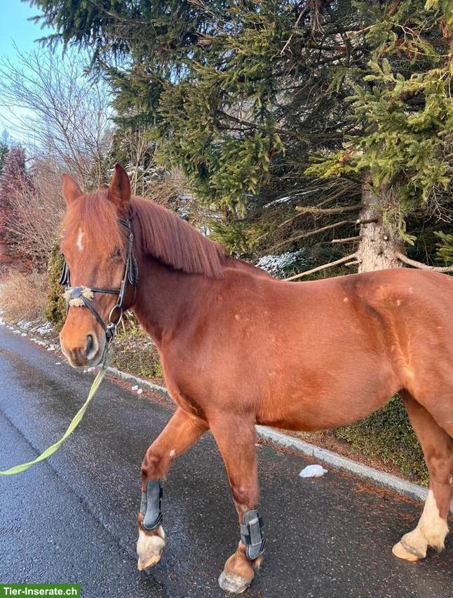 Bild 2: Reitbeteiligung - Fokus Ausbildung, Kradolf TG