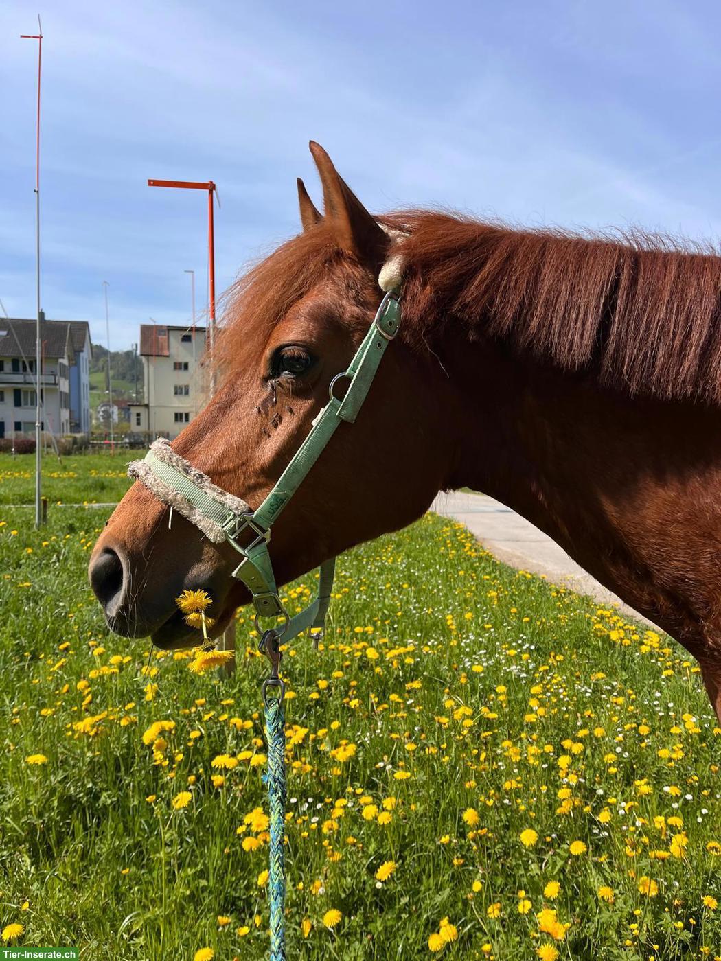 Bild 3: Reitbeteiligung - Fokus Ausbildung, Kradolf TG