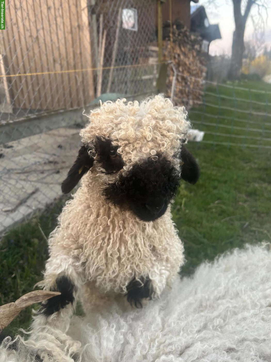 Walliser Schwarznasenschaf, kastrierter Bock