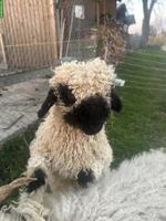 Walliser Schwarznasenschaf, kastrierter Bock