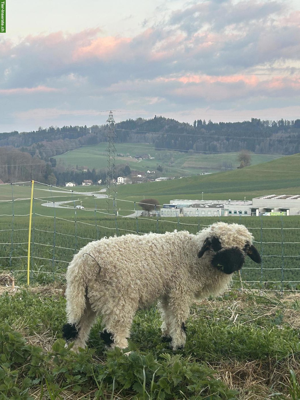 Bild 2: Walliser Schwarznasenschaf, kastrierter Bock