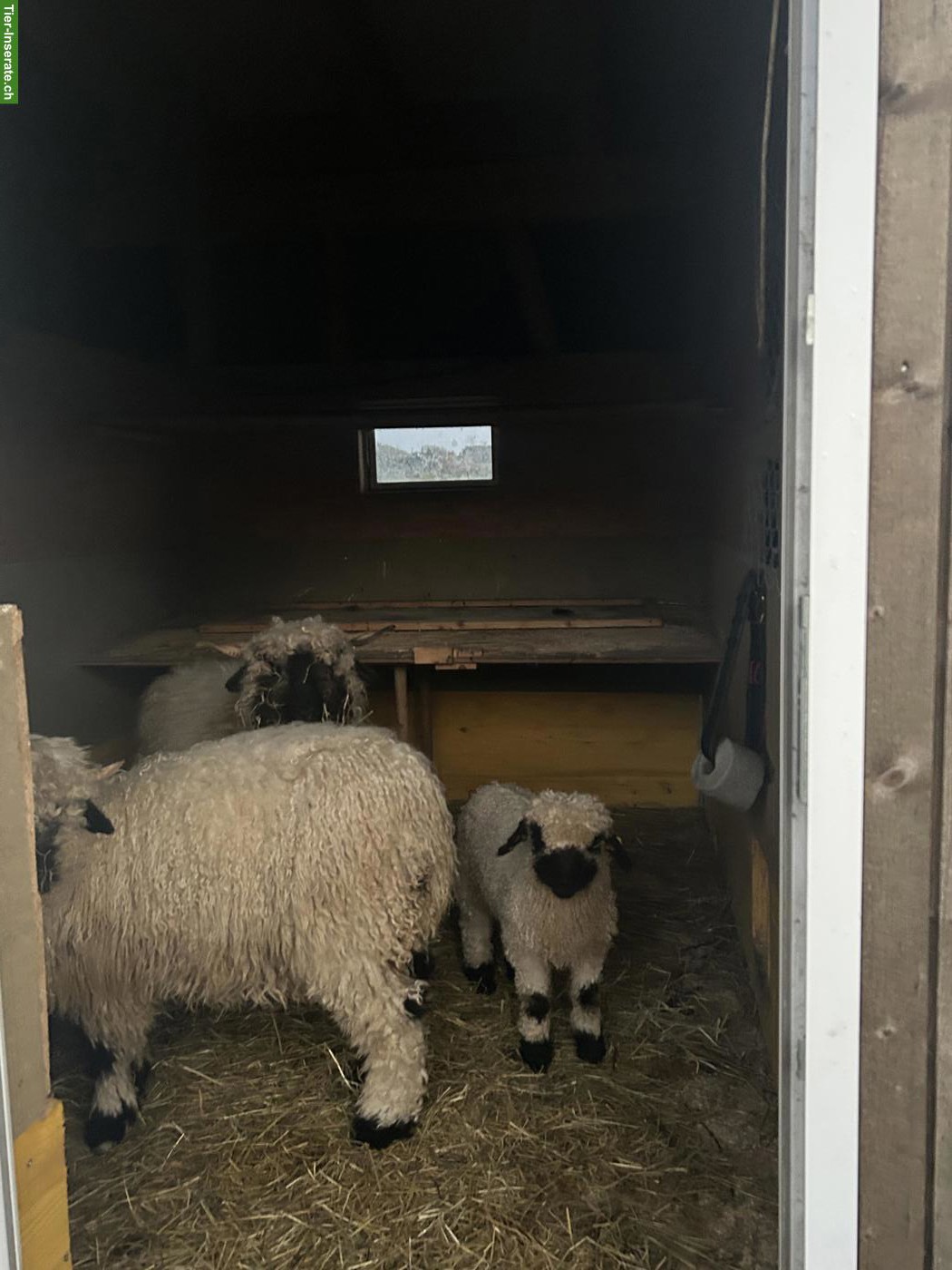 Bild 3: Walliser Schwarznasenschaf, kastrierter Bock