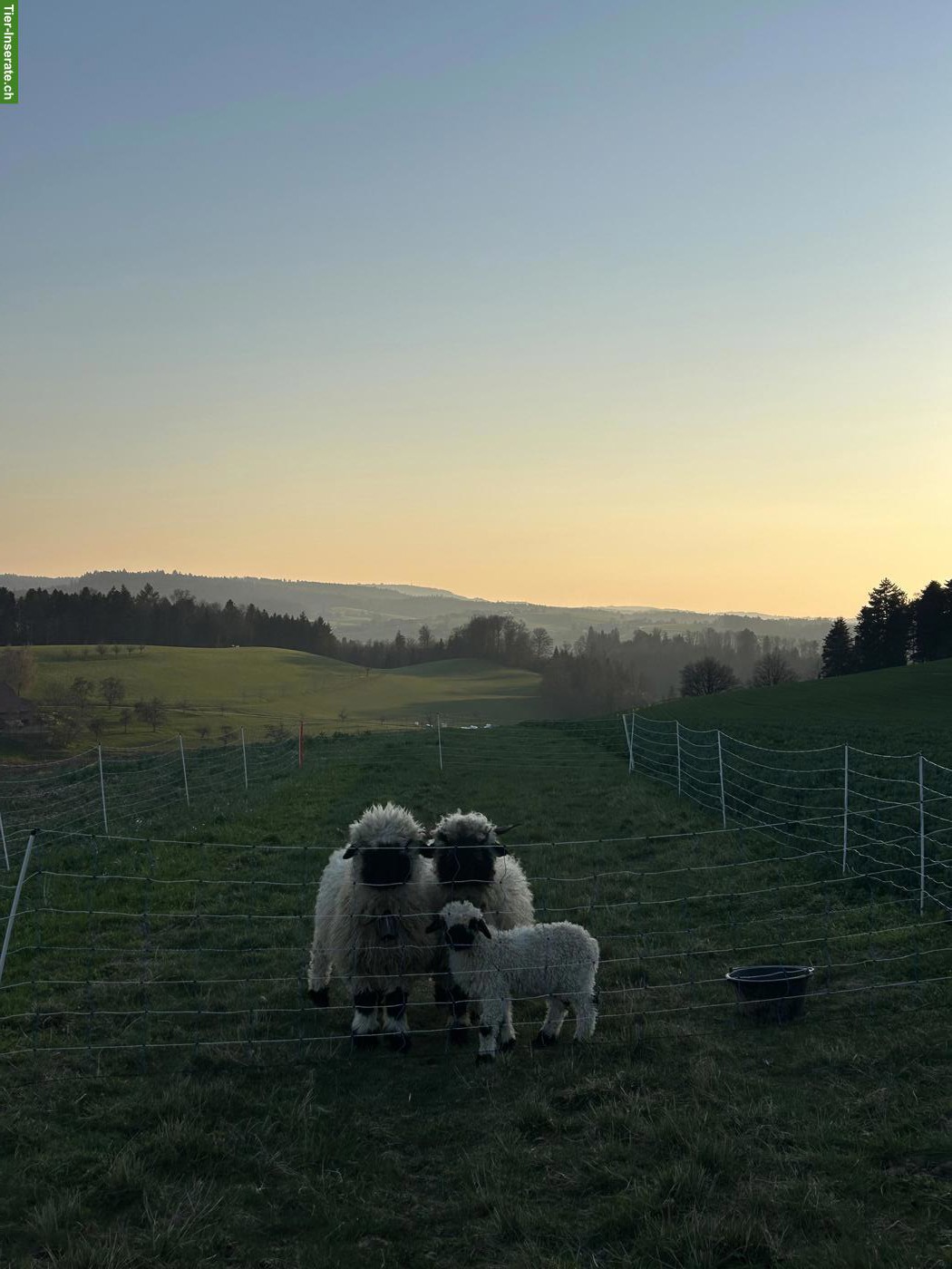 Bild 4: Walliser Schwarznasenschaf, kastrierter Bock