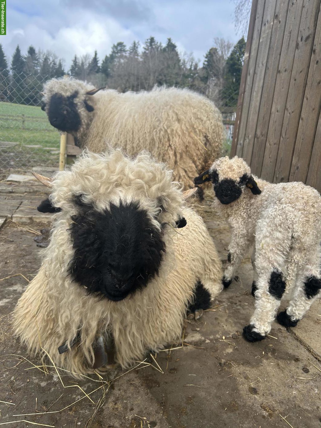 Bild 5: Walliser Schwarznasenschaf, kastrierter Bock