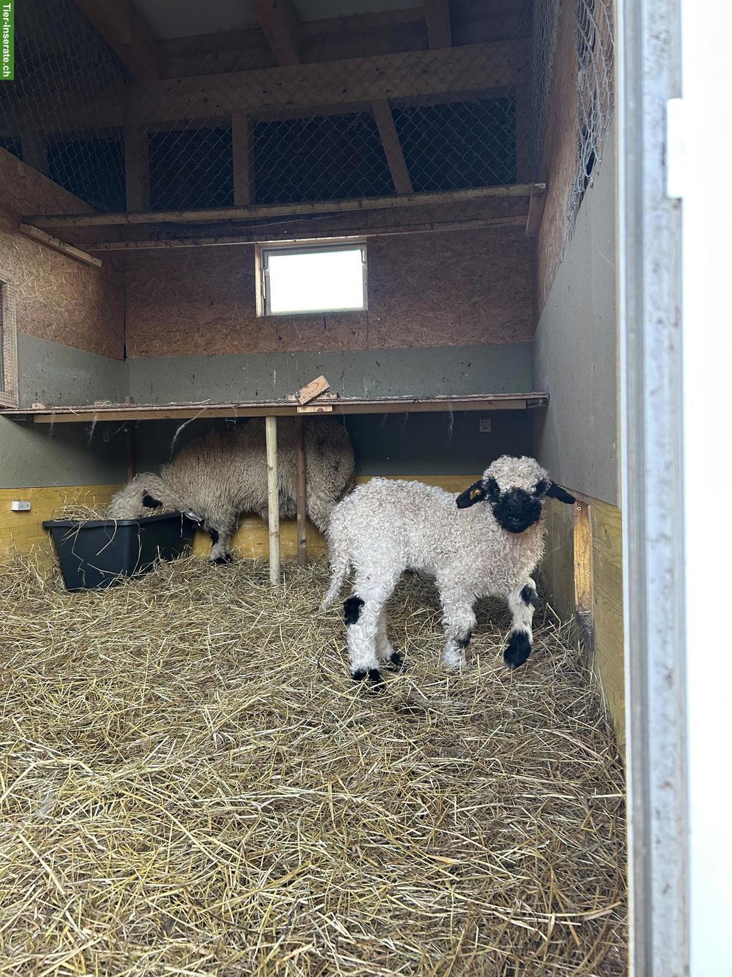 Bild 6: Walliser Schwarznasenschaf, kastrierter Bock