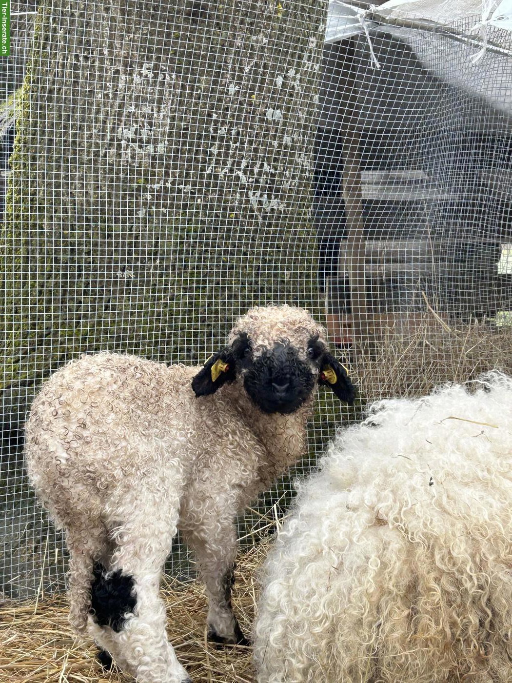Bild 7: Walliser Schwarznasenschaf, kastrierter Bock