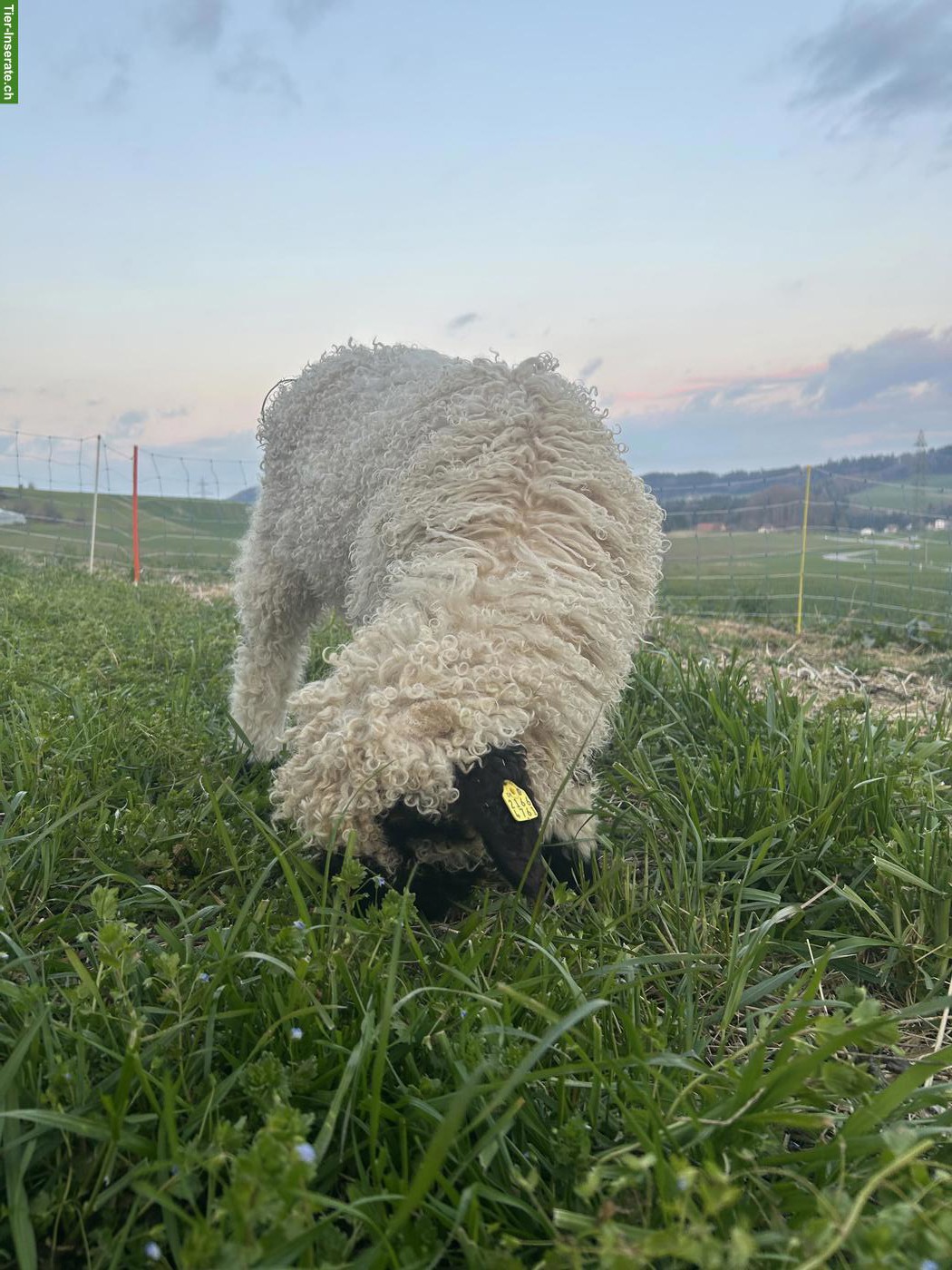 Bild 8: Walliser Schwarznasenschaf, kastrierter Bock