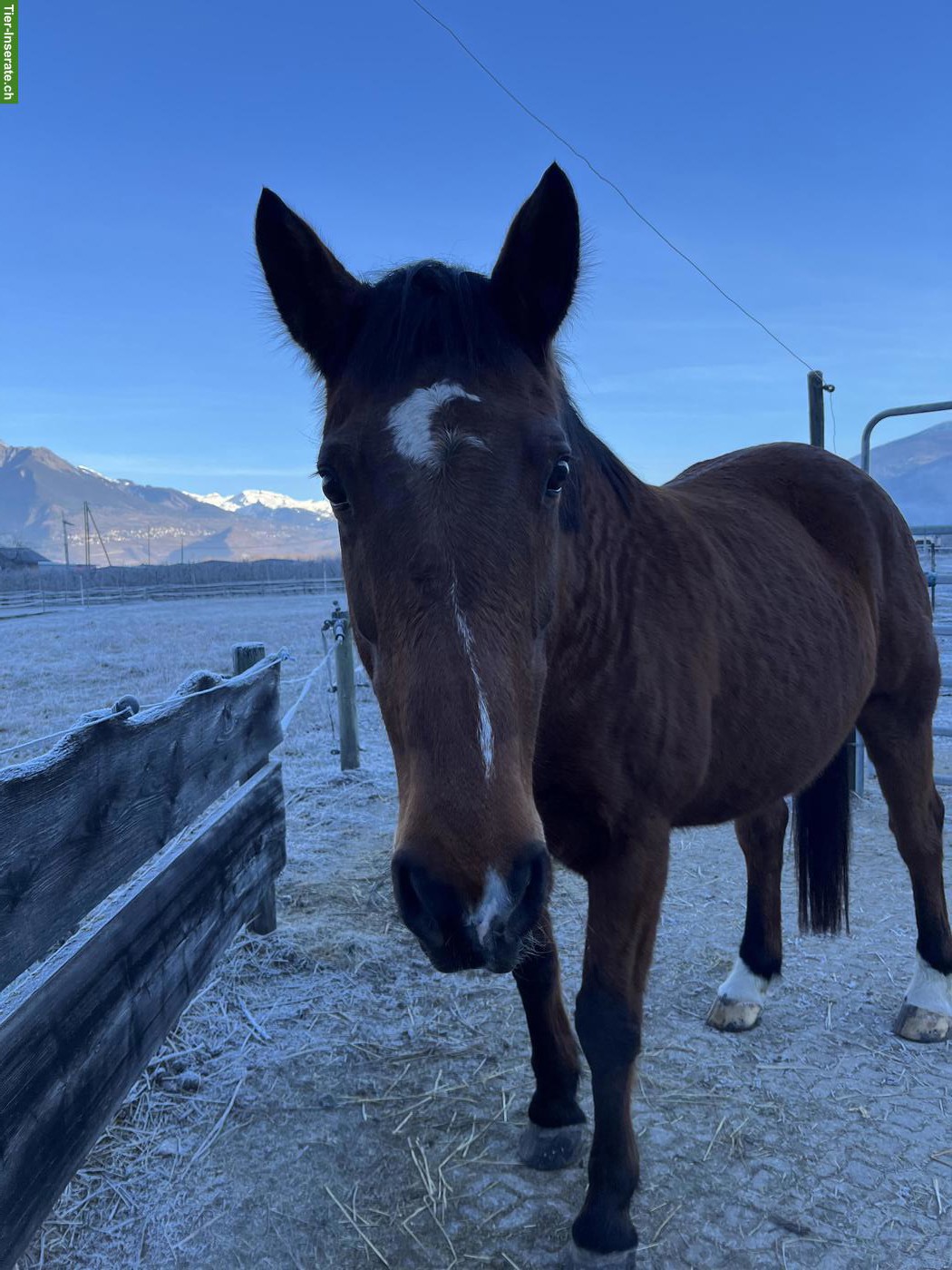 22-jähriger Irländer Wallach sucht lieben Altersplatz