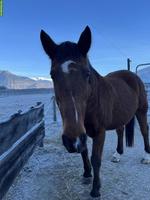 22-jähriger Irländer Wallach sucht lieben Altersplatz