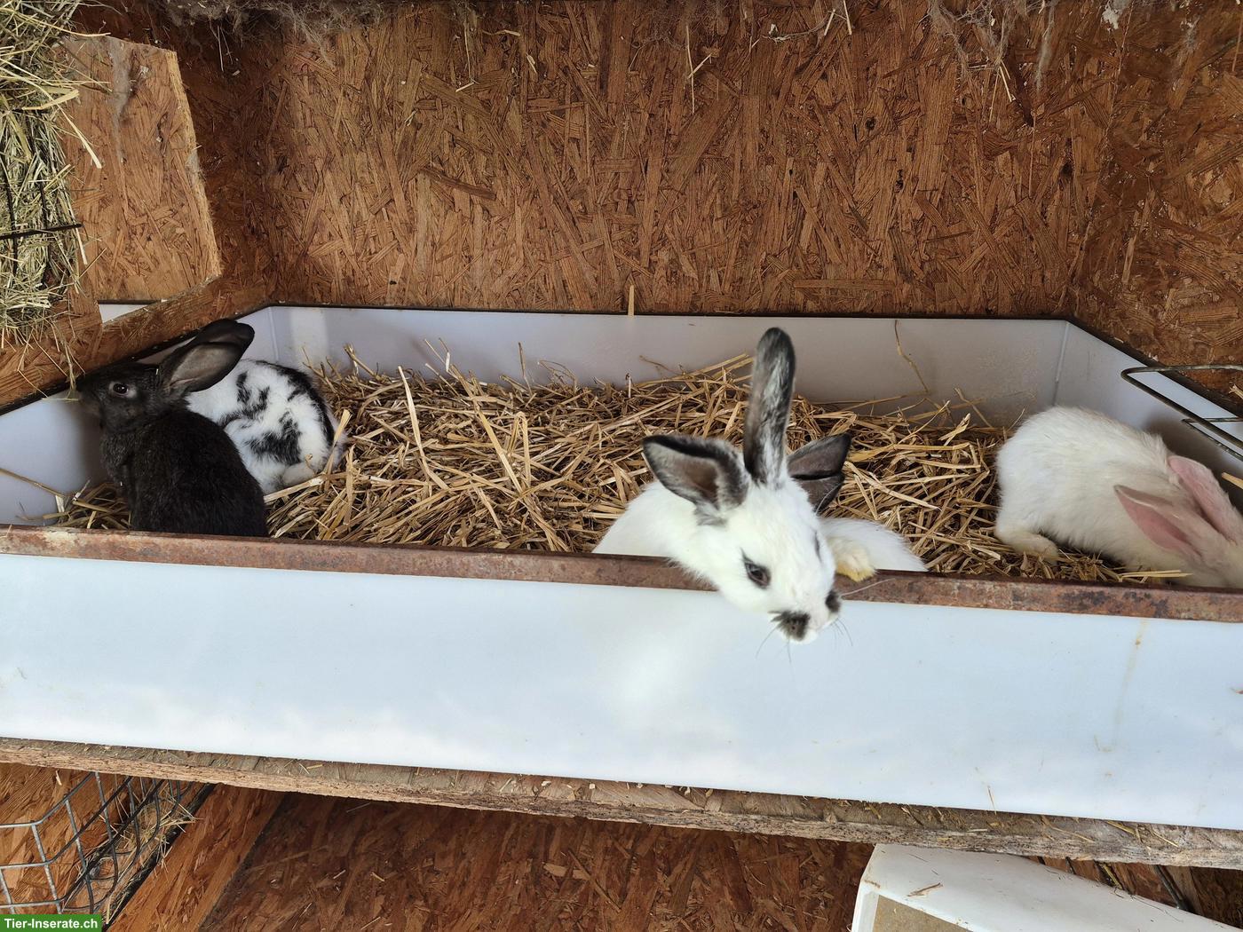 Junge Belgische Riesen Mix Kaninchen