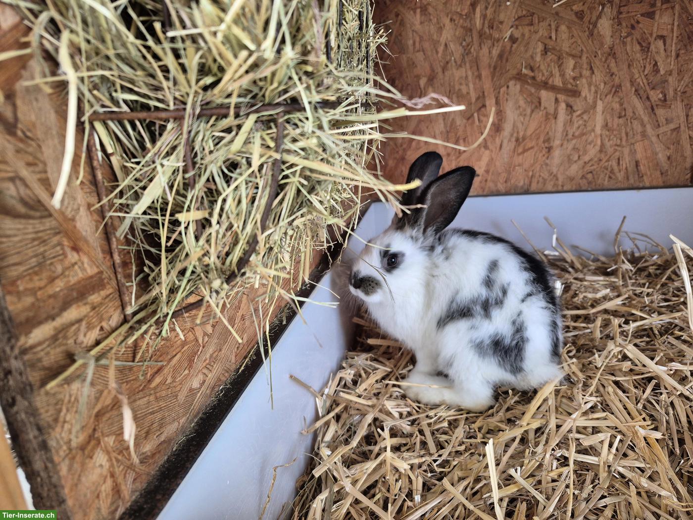 Bild 2: Junge Belgische Riesen Mix Kaninchen