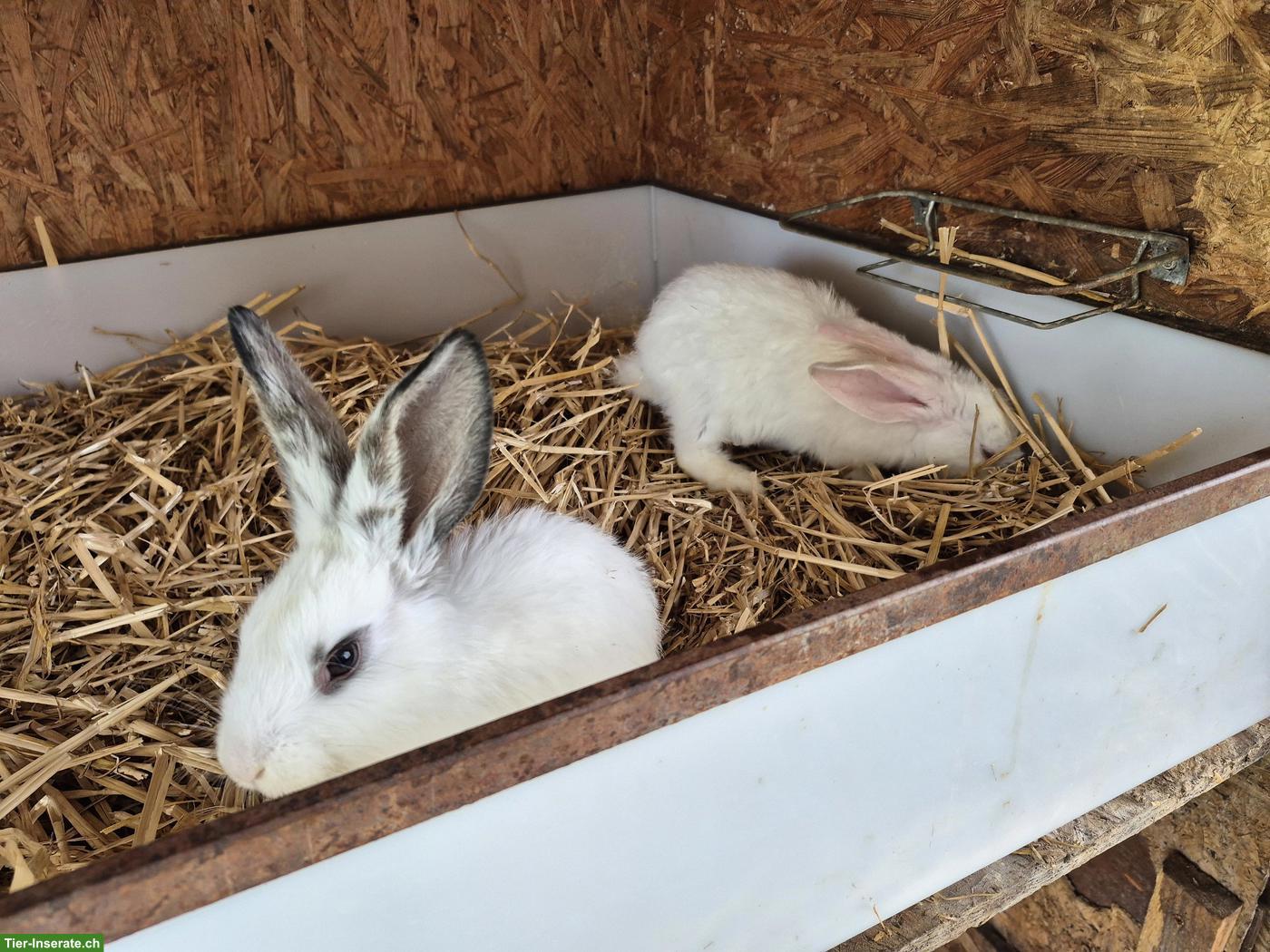 Bild 3: Junge Belgische Riesen Mix Kaninchen