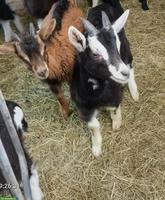 3 Bündner Strahlenziegen Gitzi-Böcke