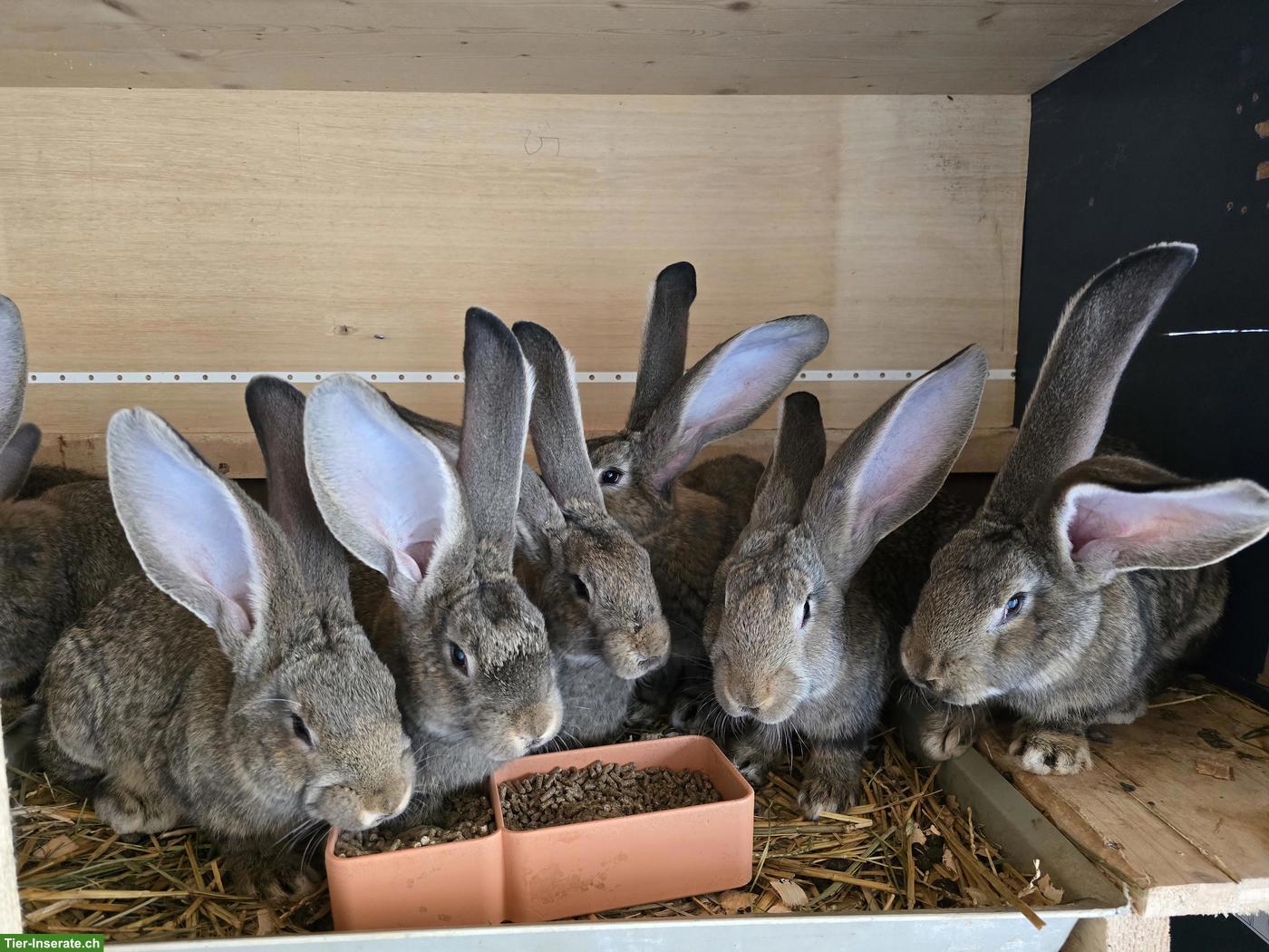 Deutsche Riesen Kaninchen, Böcke