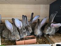 Deutsche Riesen Kaninchen, Böcke