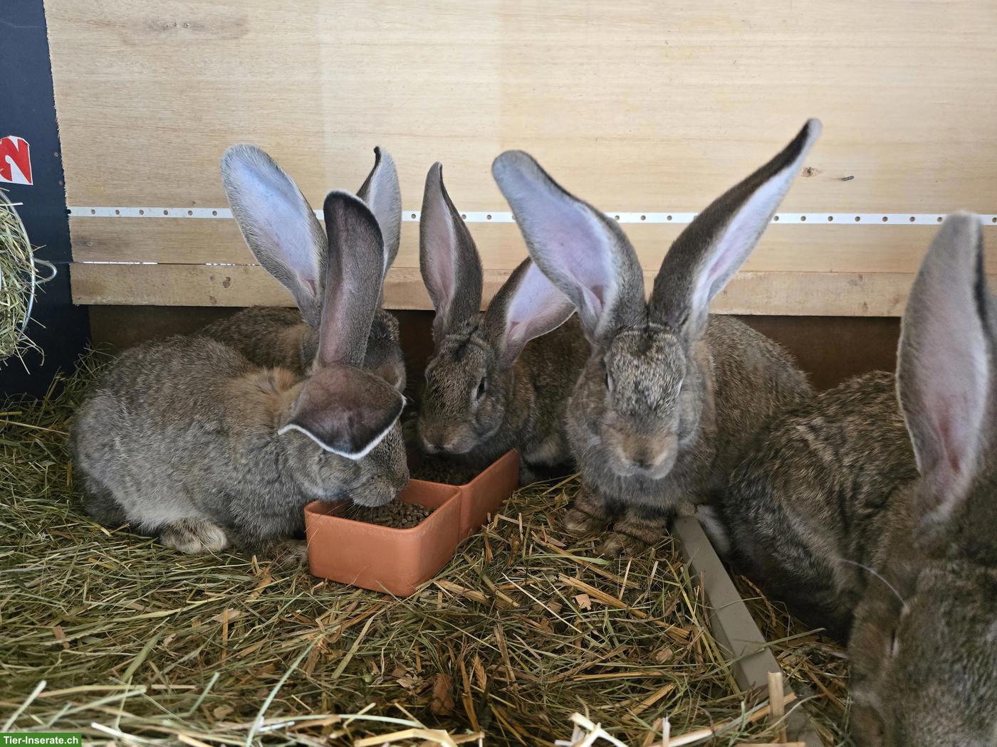 Bild 2: Deutsche Riesen Kaninchen, Böcke