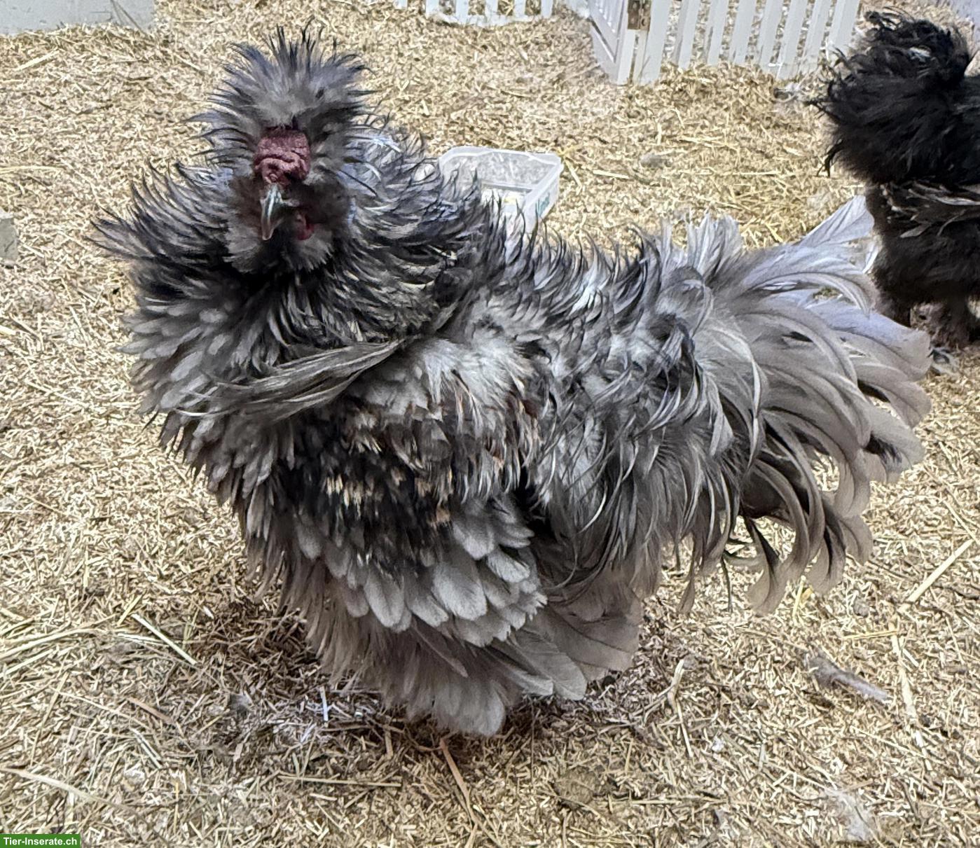 Gestruppter Seidenuhn-Hahn sucht eigene Hühnerschar