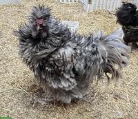 Gestruppter Seidenuhn-Hahn sucht eigene Hühnerschar