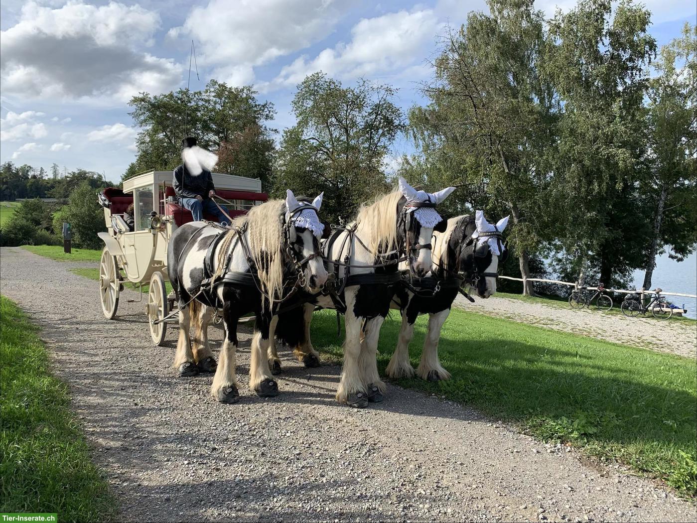 Bild 3: Herrschaftliche Reisekutsche zu verkaufen