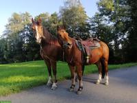 🐴 Reitbeteiligung gesucht - für gemeinsame Ausritte zu zweit