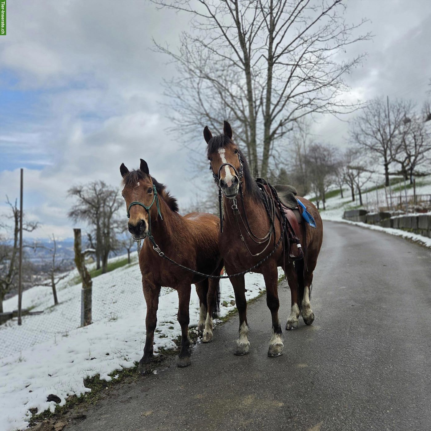 Bild 2: 🐴 Reitbeteiligung gesucht - für gemeinsame Ausritte zu zweit