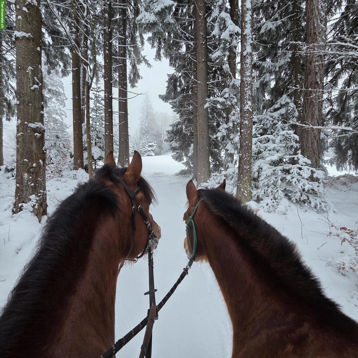 Bild 3: 🐴 Reitbeteiligung gesucht - für gemeinsame Ausritte zu zweit