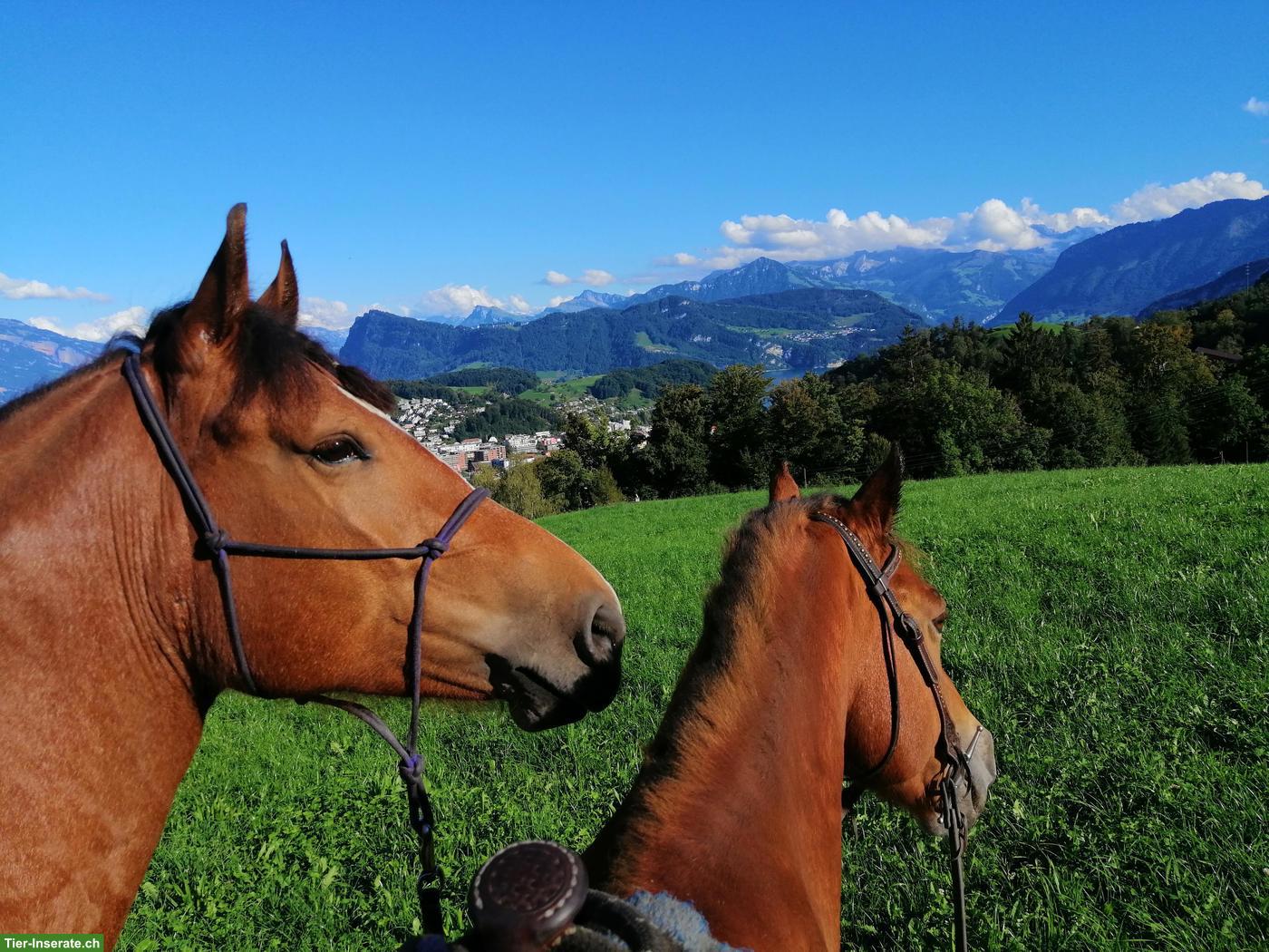 Bild 4: 🐴 Reitbeteiligung gesucht - für gemeinsame Ausritte zu zweit