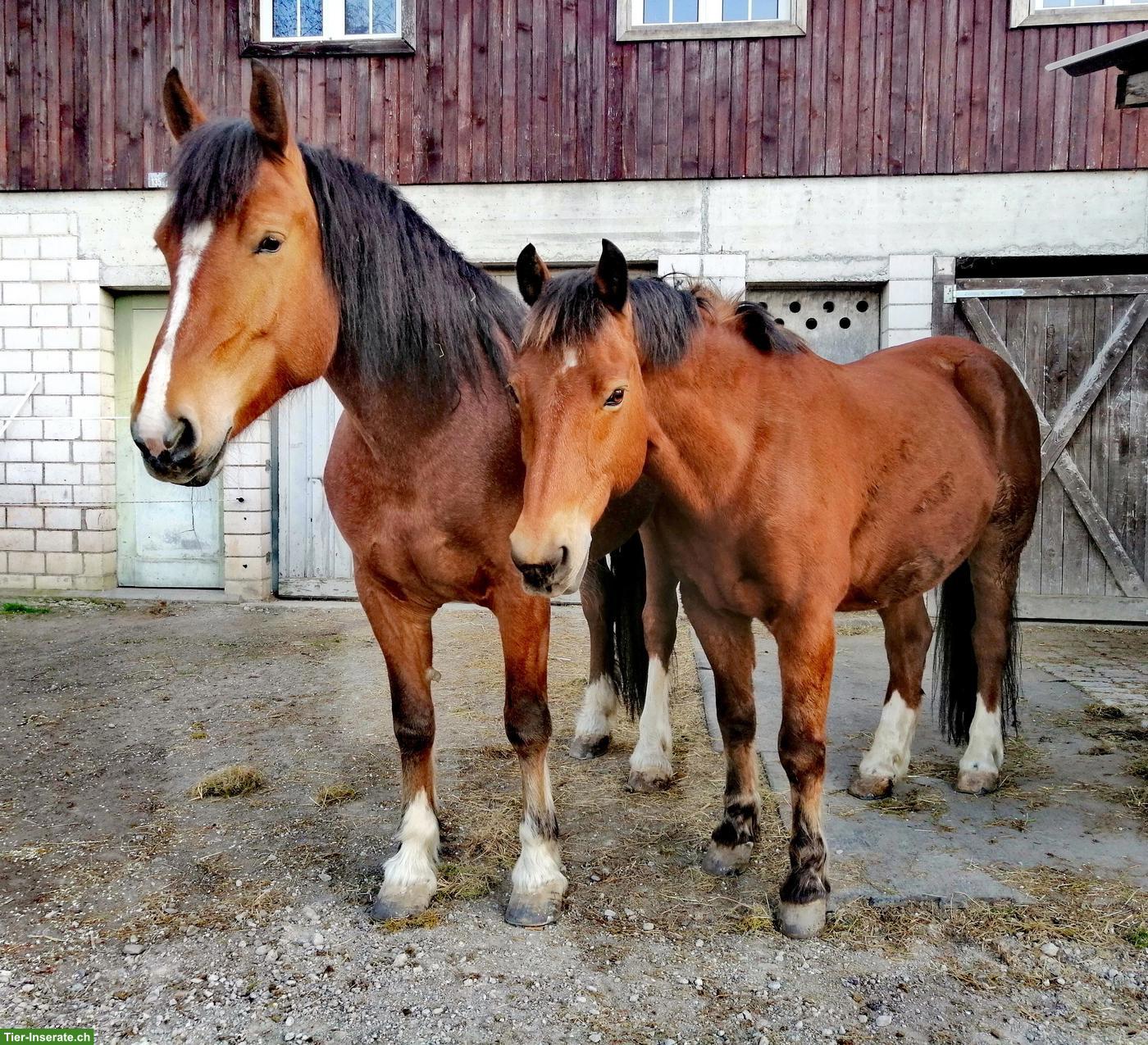 Bild 5: 🐴 Reitbeteiligung gesucht - für gemeinsame Ausritte zu zweit