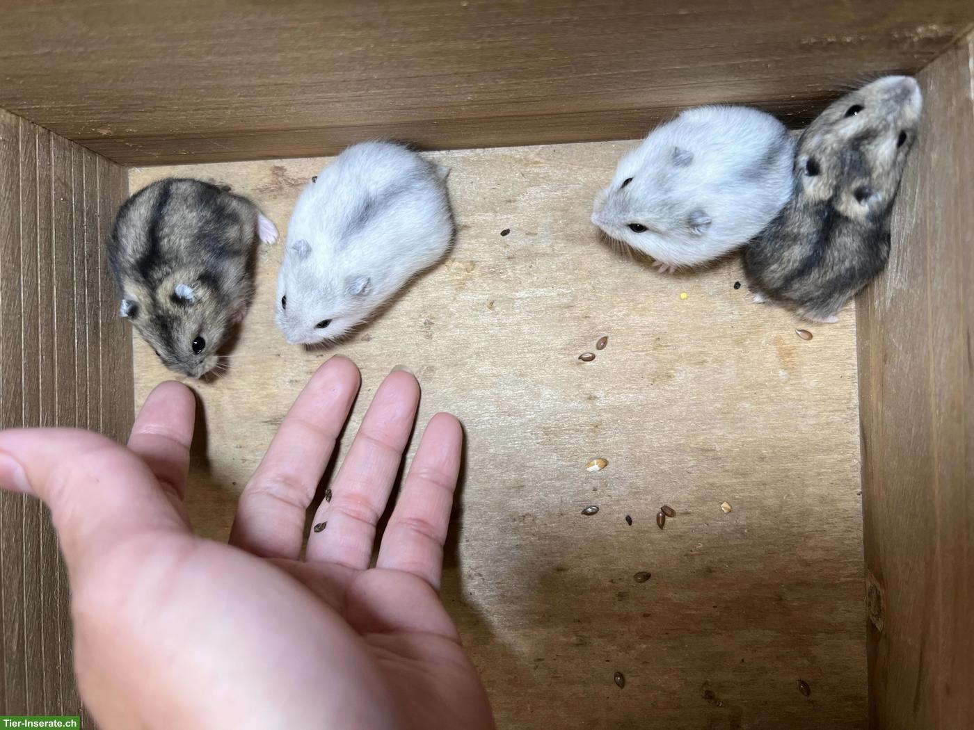 Dsungarische Zwerghamster suchen liebes Zuhause