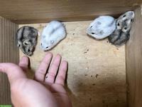 Dsungarische Zwerghamster suchen liebes Zuhause