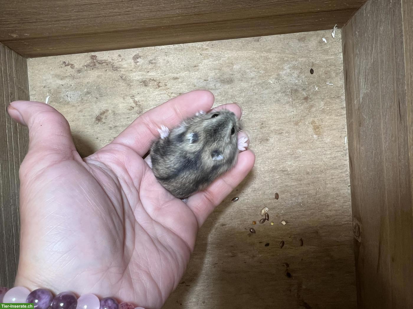 Bild 2: Dsungarische Zwerghamster suchen liebes Zuhause