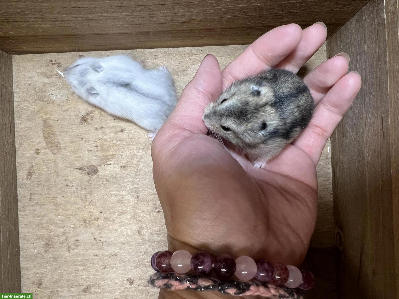 Bild 3: Dsungarische Zwerghamster suchen liebes Zuhause