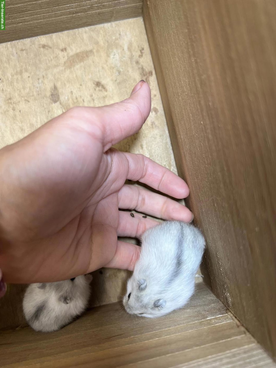 Bild 4: Dsungarische Zwerghamster suchen liebes Zuhause