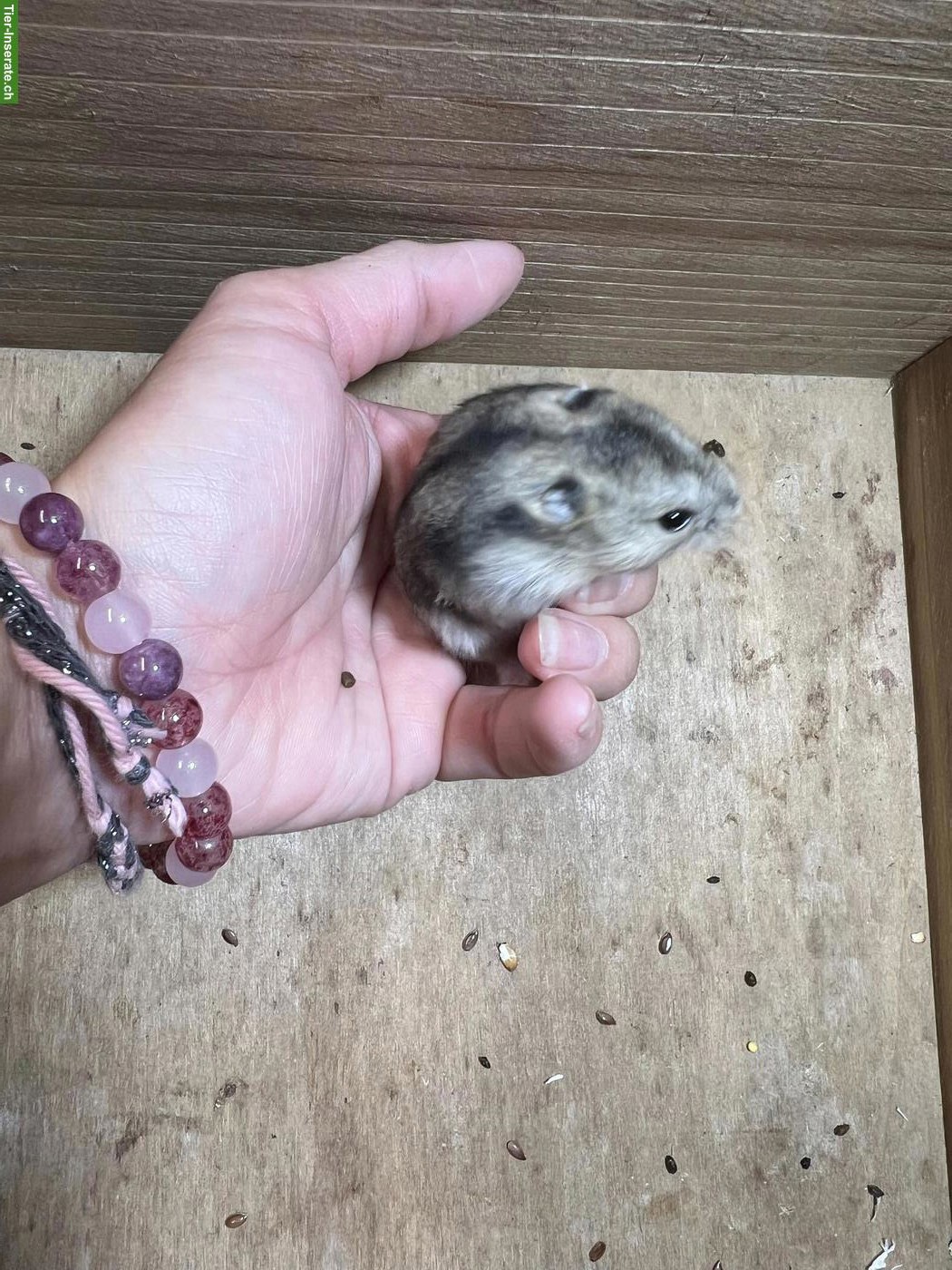 Bild 5: Dsungarische Zwerghamster suchen liebes Zuhause